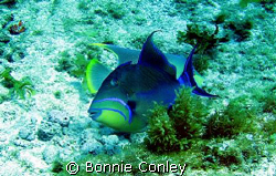 Queen Triggerfish seen at Isla Mujeres April 2006.  Photo... by Bonnie Conley 